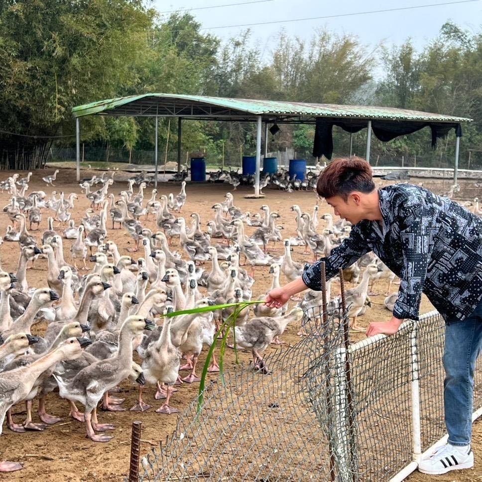 阿黄狮头鹅