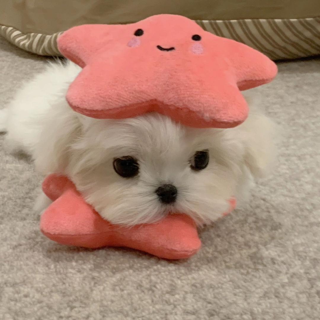 掌门鱼🌧️