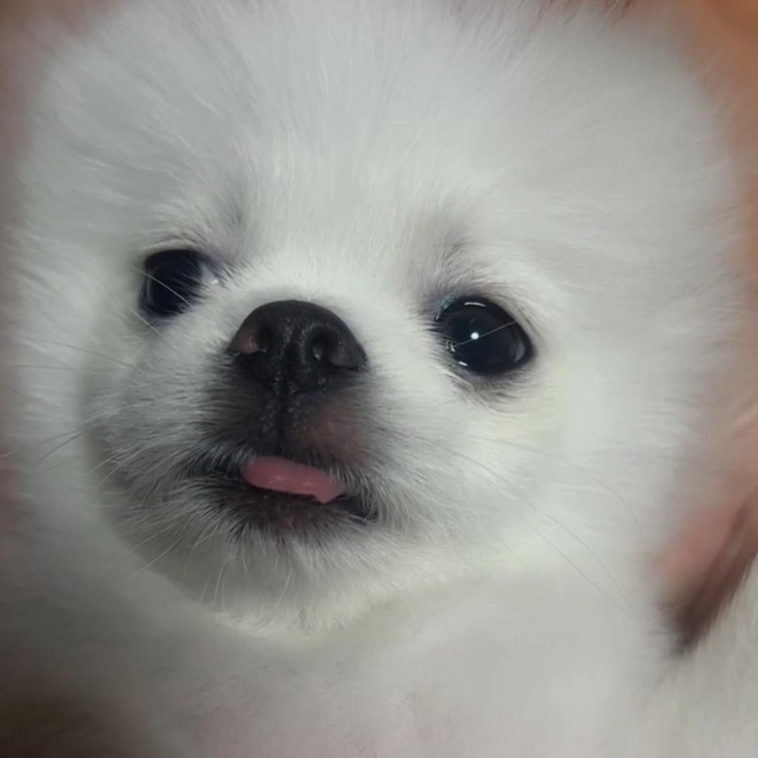 坏蛋淡定