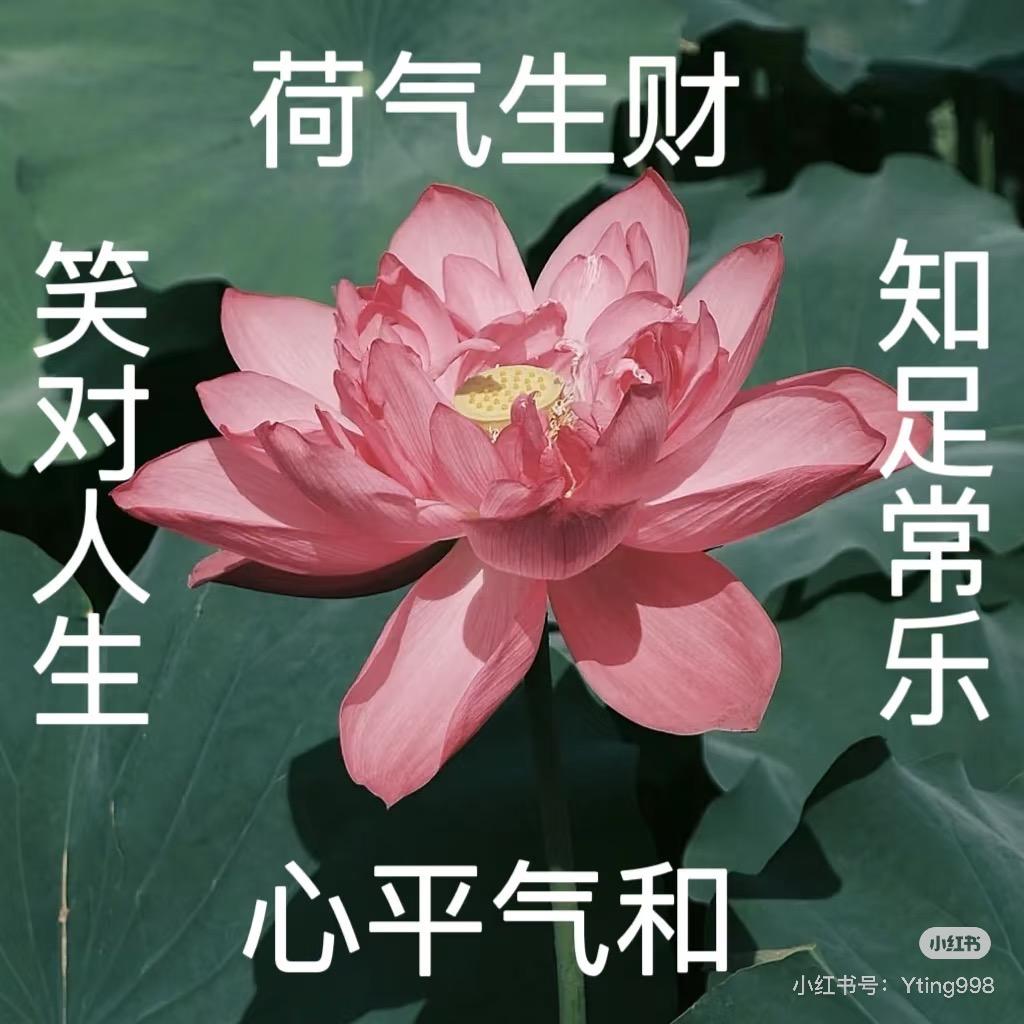 花開富貴c位