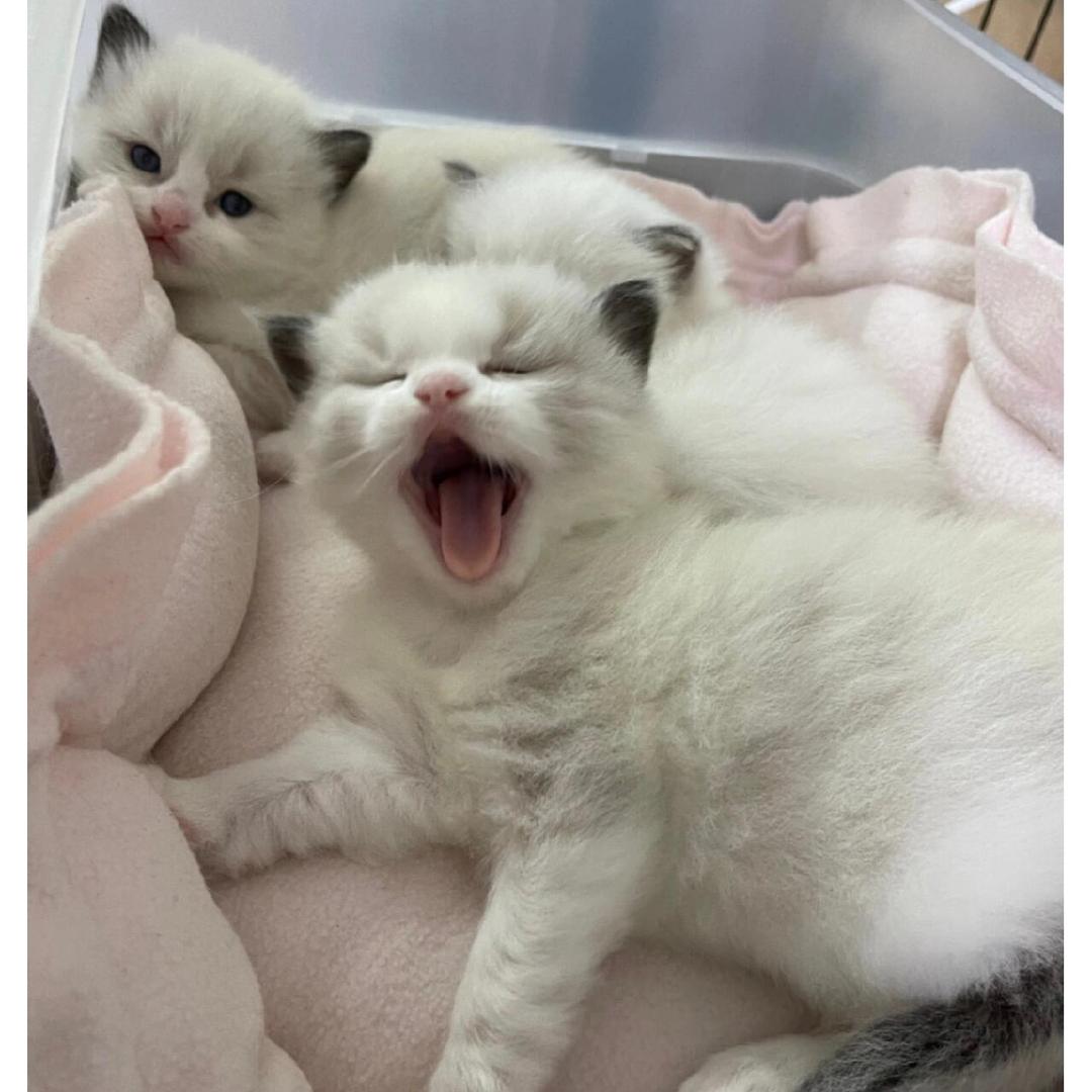 臭宝🐱