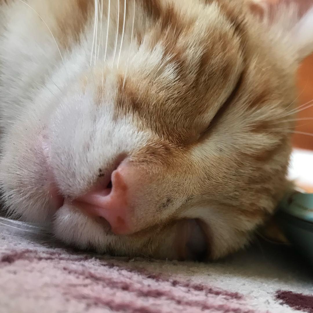 叽叽爆
