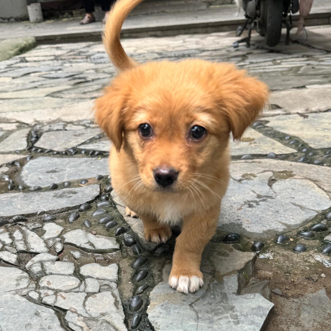 鱼丸丸