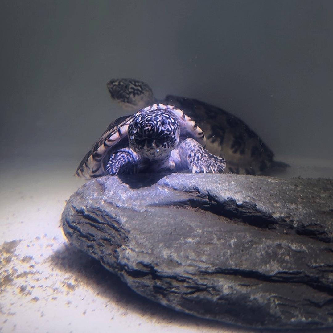 小状元🐢龟宠工作室