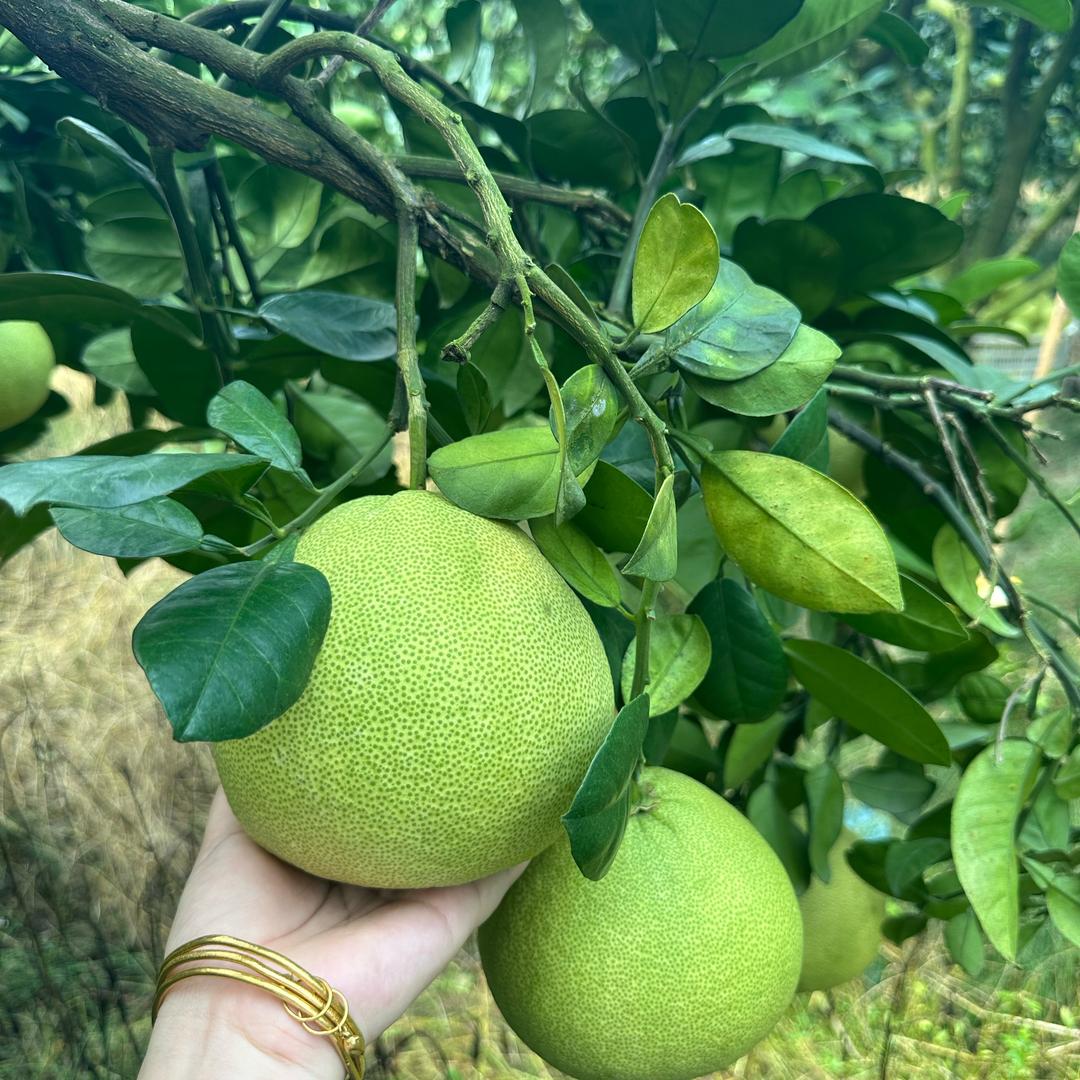 甜甜文旦柚农产品