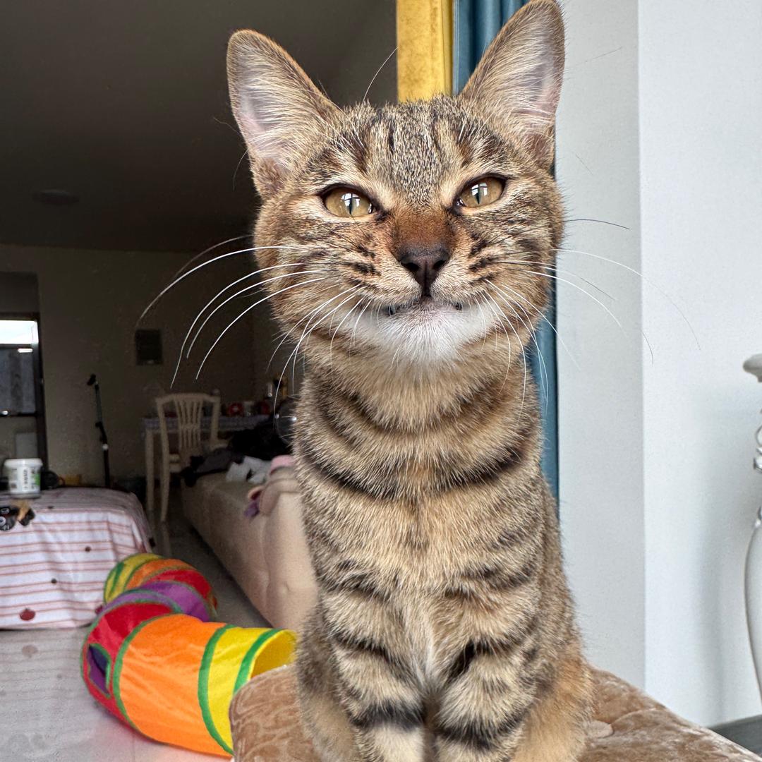 福多多是一只狸花猫