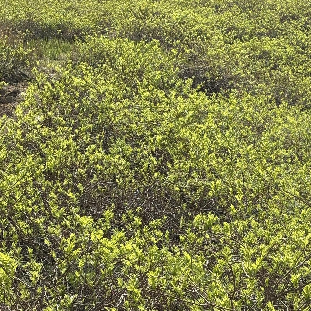 悦茗茶行风铃