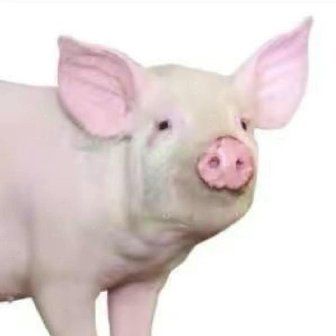 琪崽崽