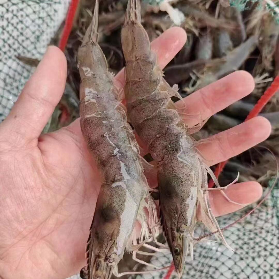 养大虾的大刘