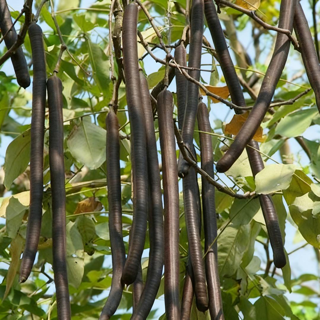 天然果铺腊肠果（拉屎果）