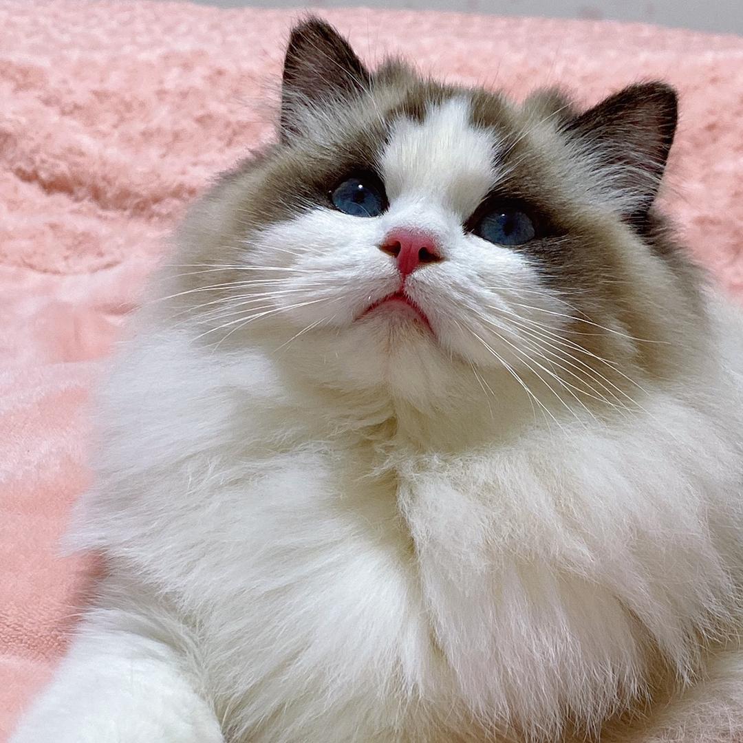 布偶💕缅因之家