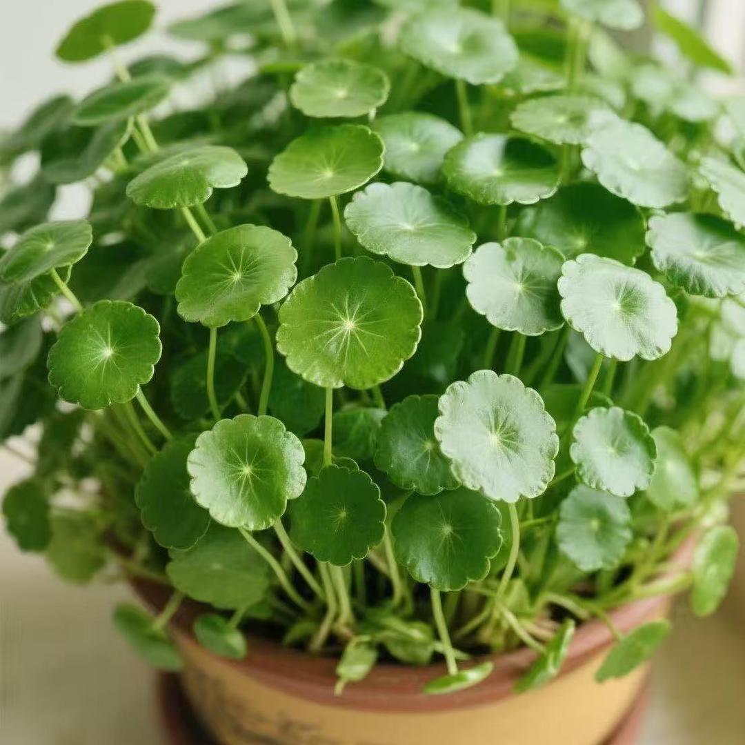 大利花卉绿植园