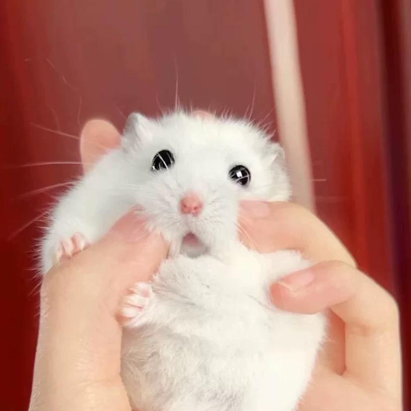 晓明