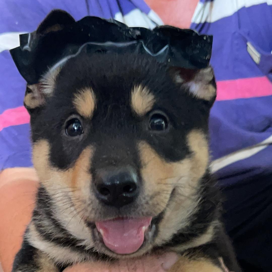淘一只田园犬