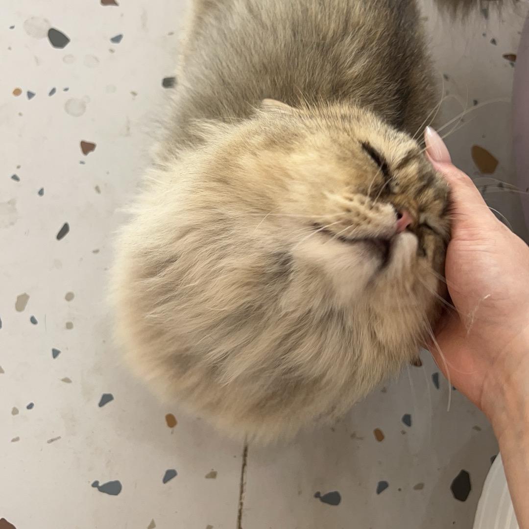 爱吃铜锣烧