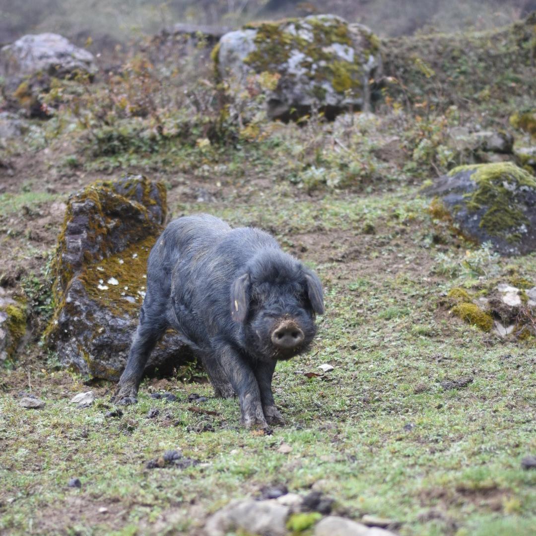 大凉山精选农产品