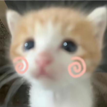 其实我是小猫