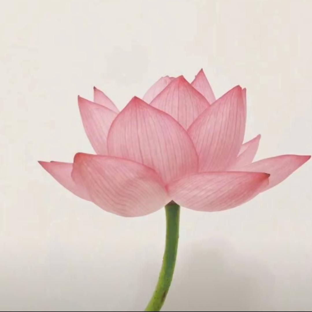 萌