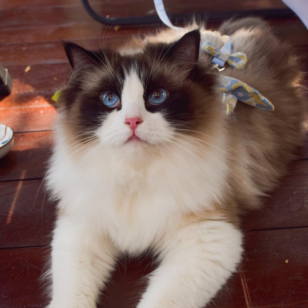 肥肥腻腻的肥喵