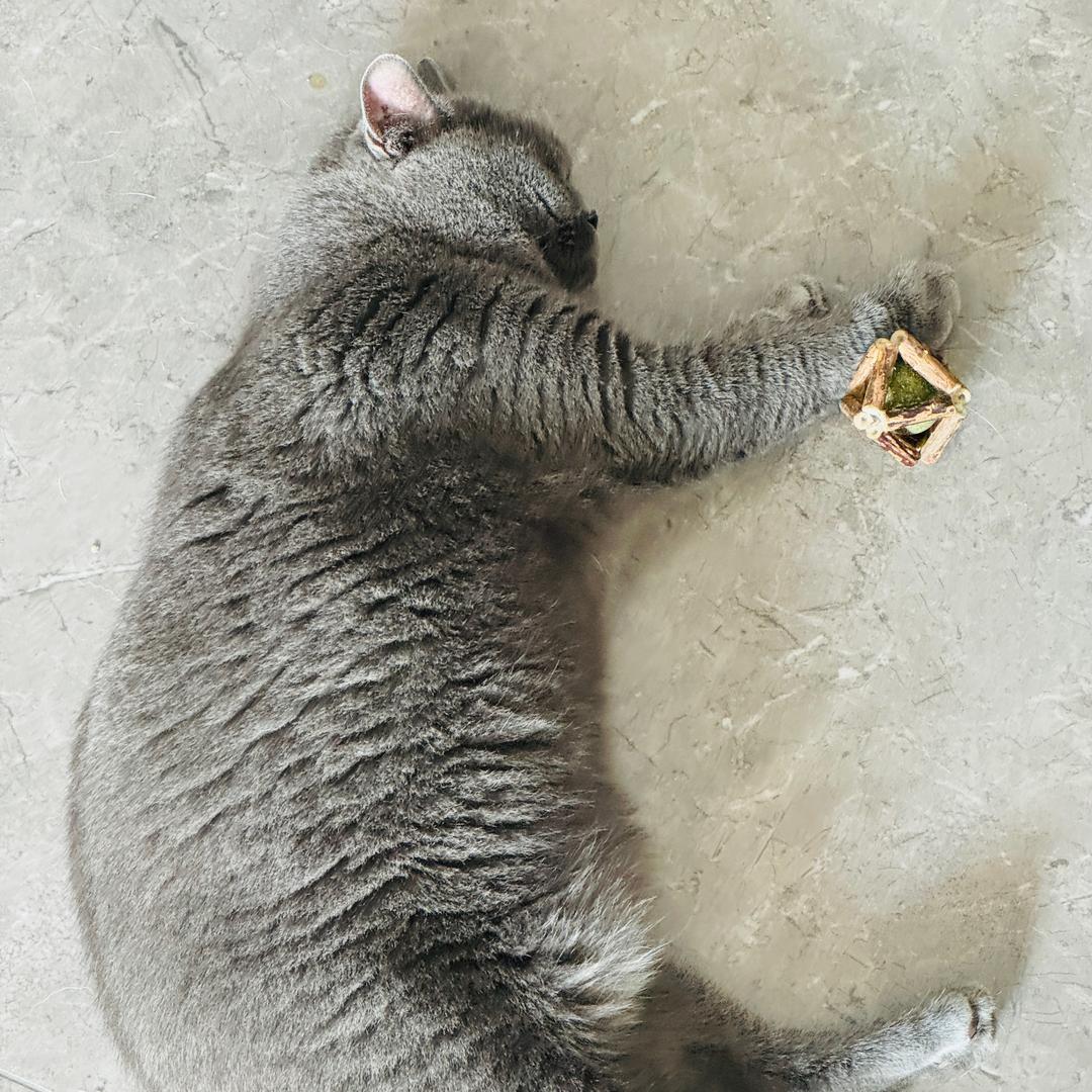 康康怪