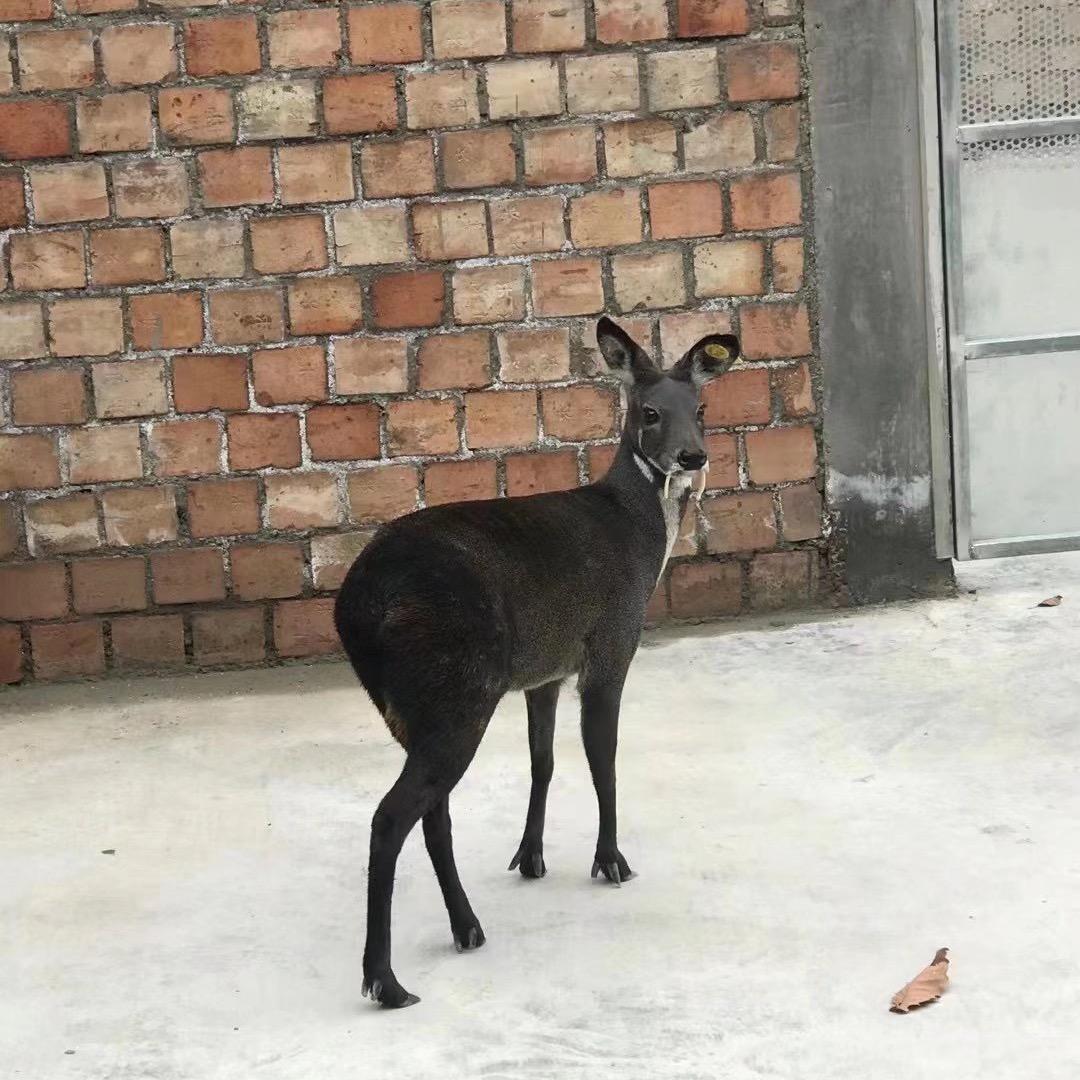 西北林麝