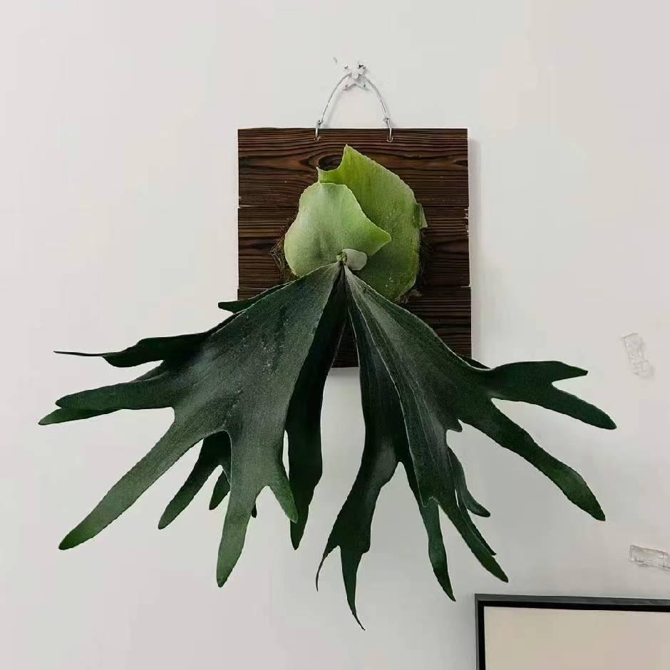 花季时光绿植