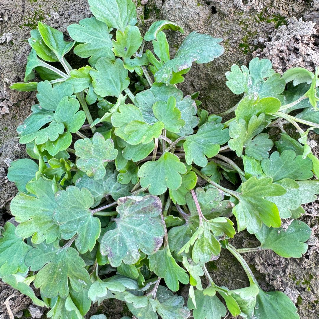 正阳县猫爪草种植