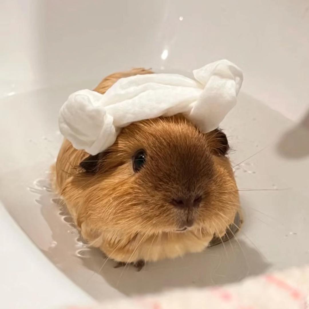 🍥