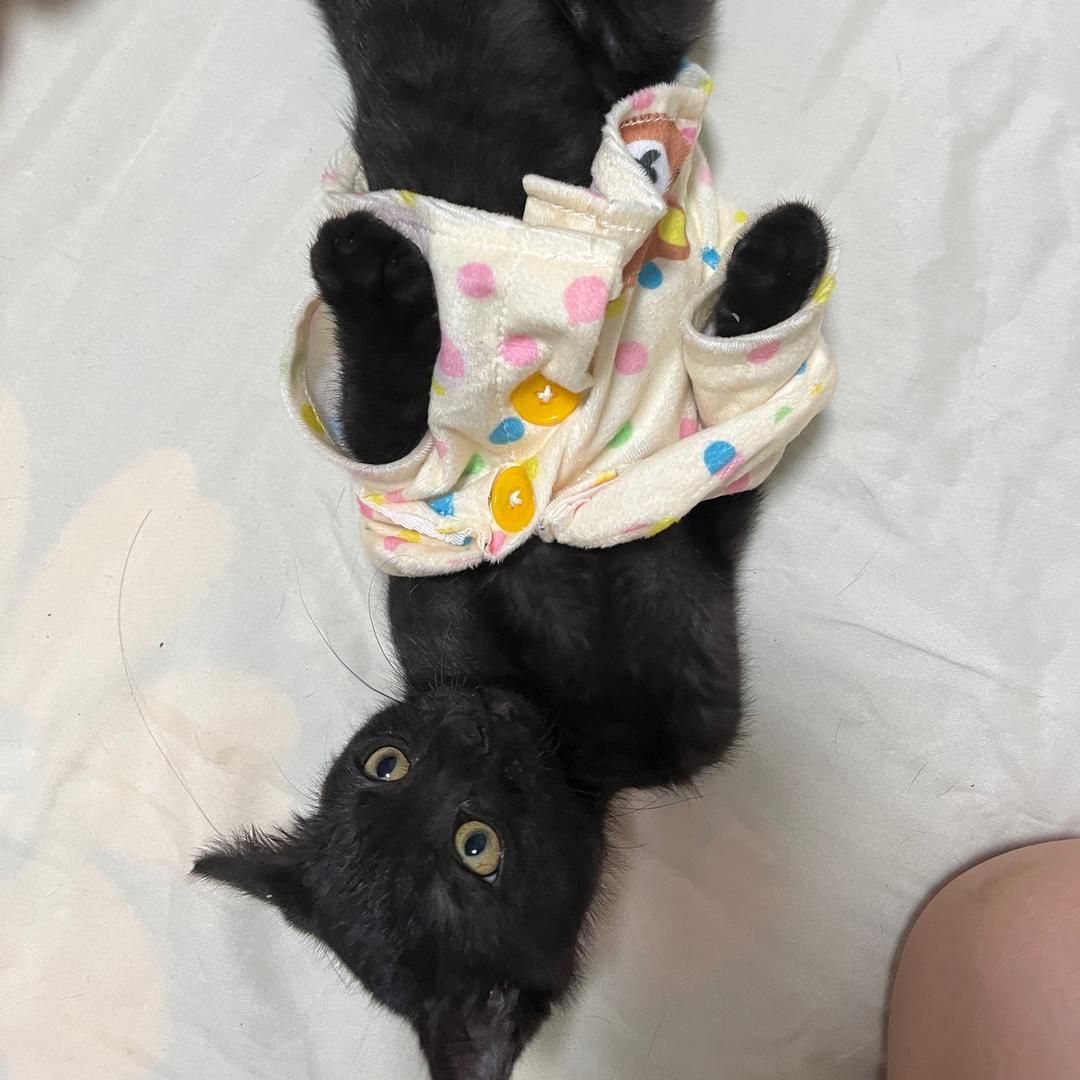 猫猫鱼