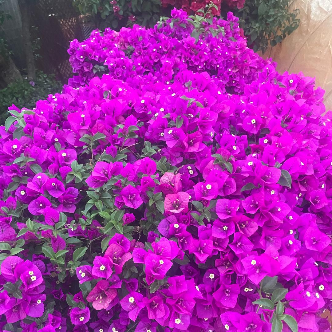 柒号花园三角梅基地