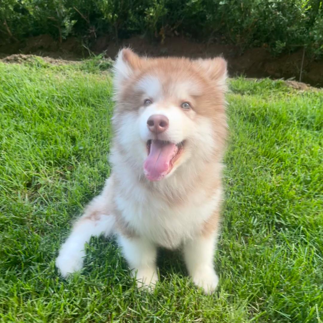 希腊酸奶水果夹