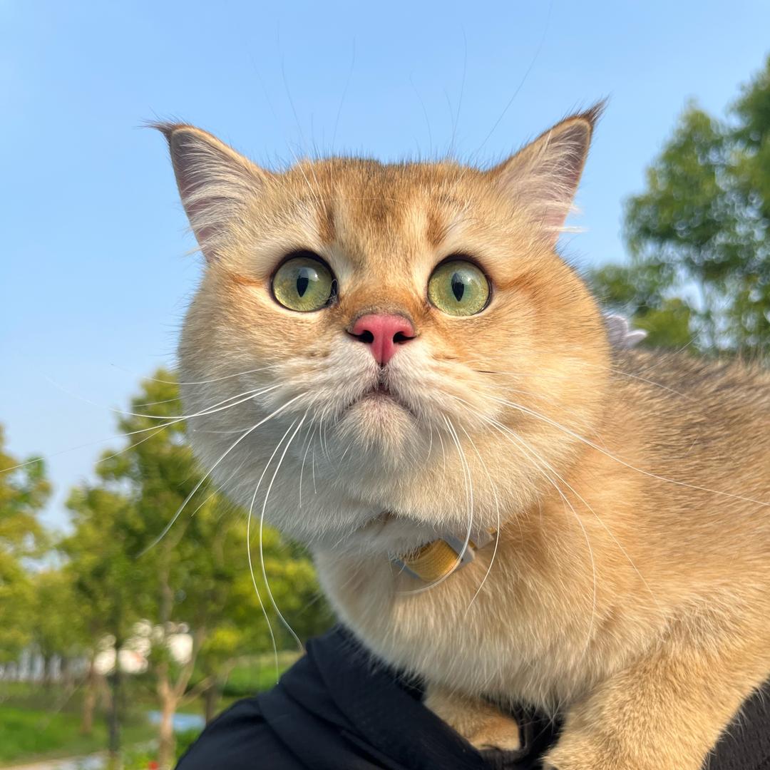 一只小晴天