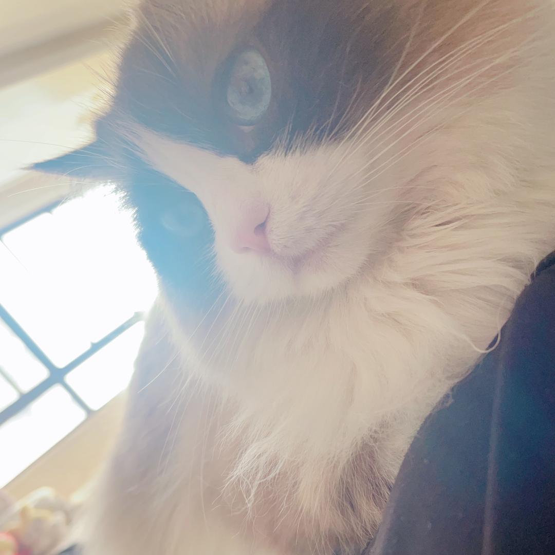 中金二店发哥@小布丁