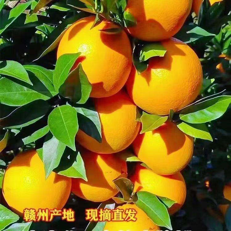 赣南脐橙1号果园