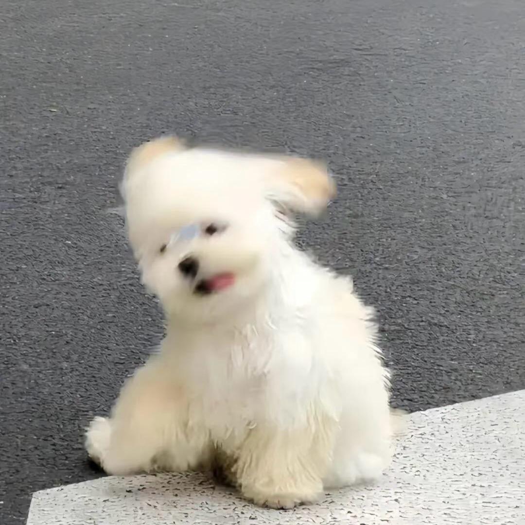 猫猫影视