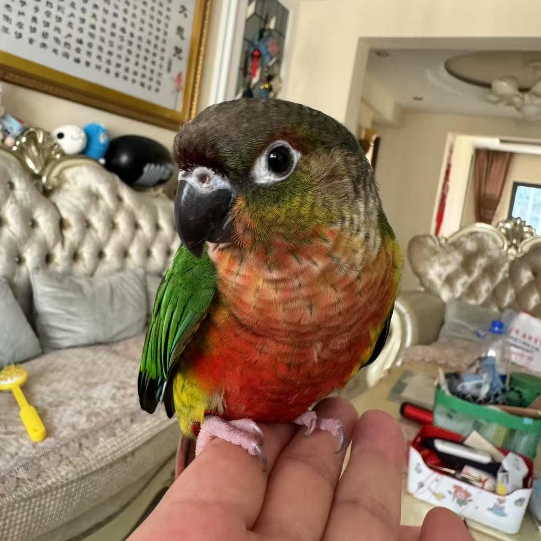 🎧瀋陽💿大宇🎧