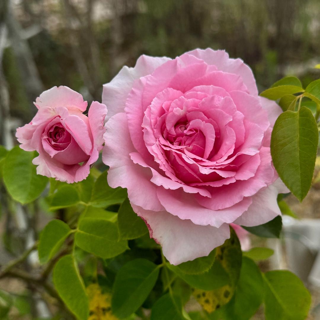 一切随缘O(∩_∩)O