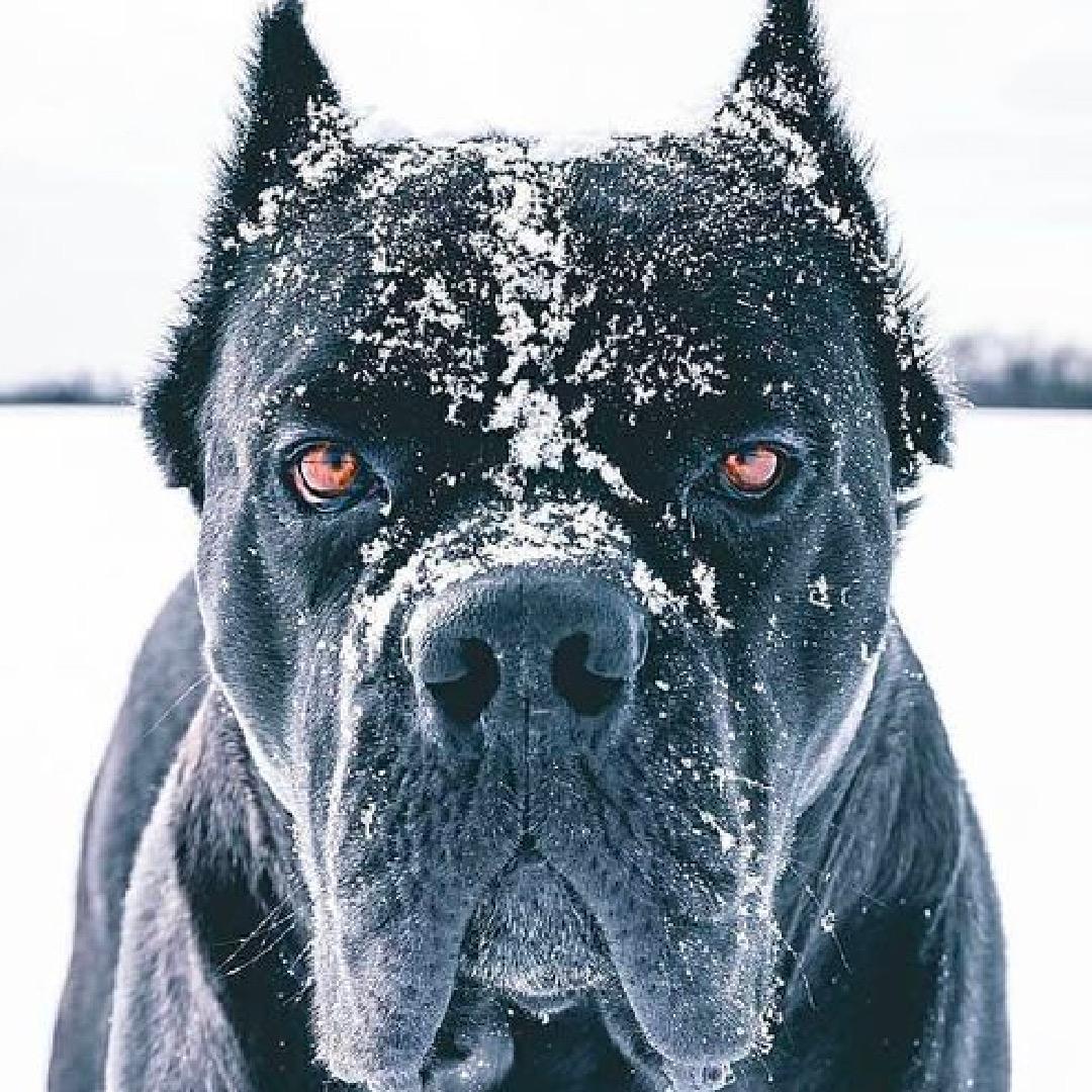 猛犬部落