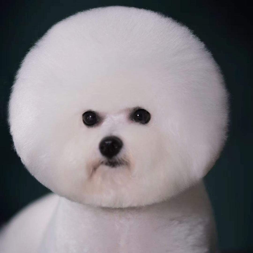星漫比熊犬舍~云姐