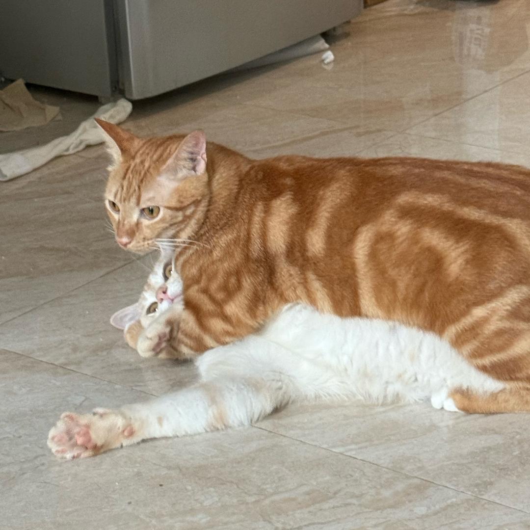 bb