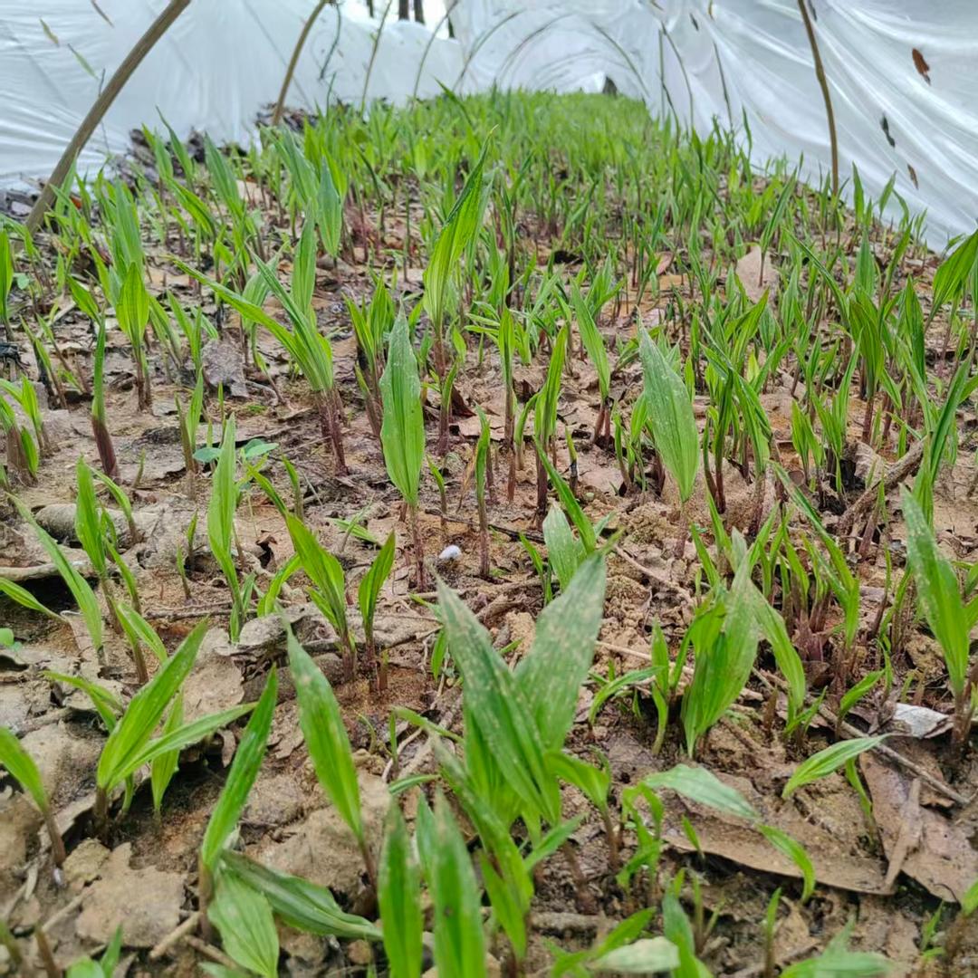 虎恩农业冰球子毛慈菇种植育苗基地-彭国