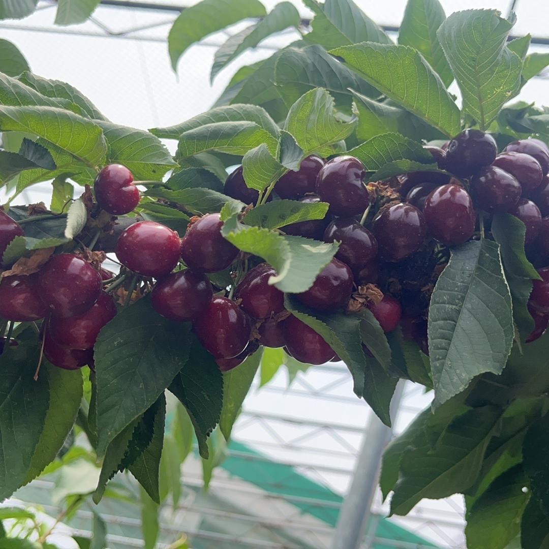 芊蔚轩果树苗木店
