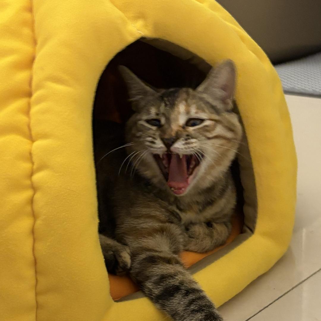 扒扒拉玩具商城