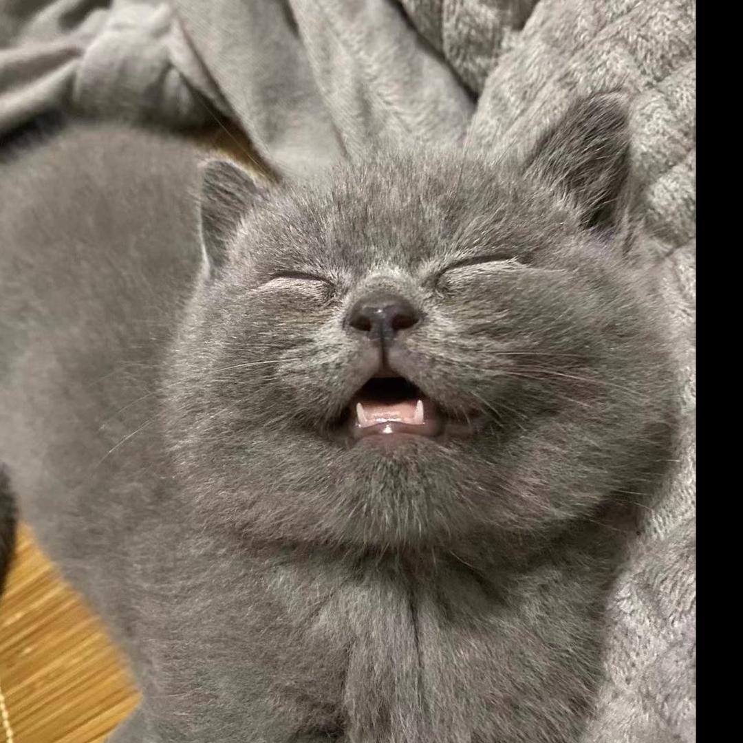 月亮是只猫•桂林