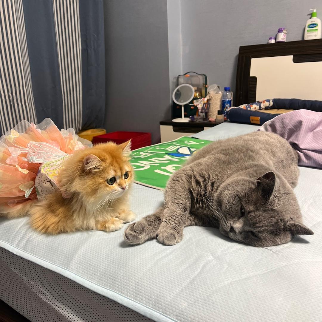🐾⁵²⁰糖糖和妹妹/•᷅•᷄\୭