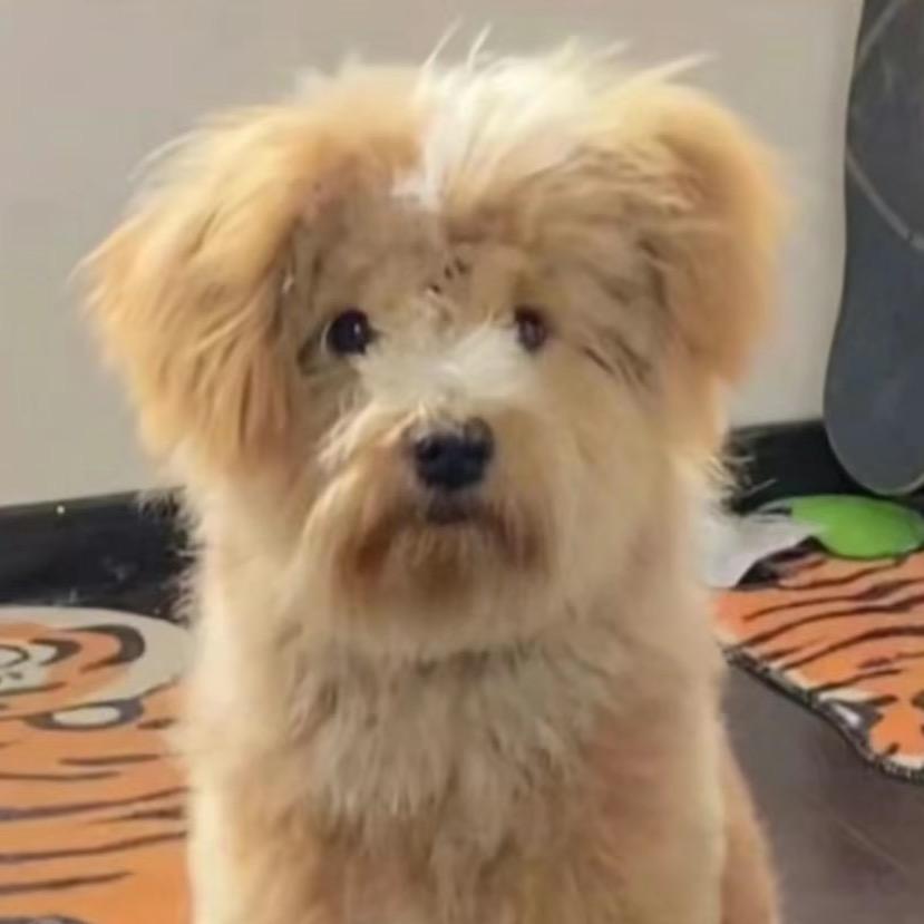 你伤到我了丫头