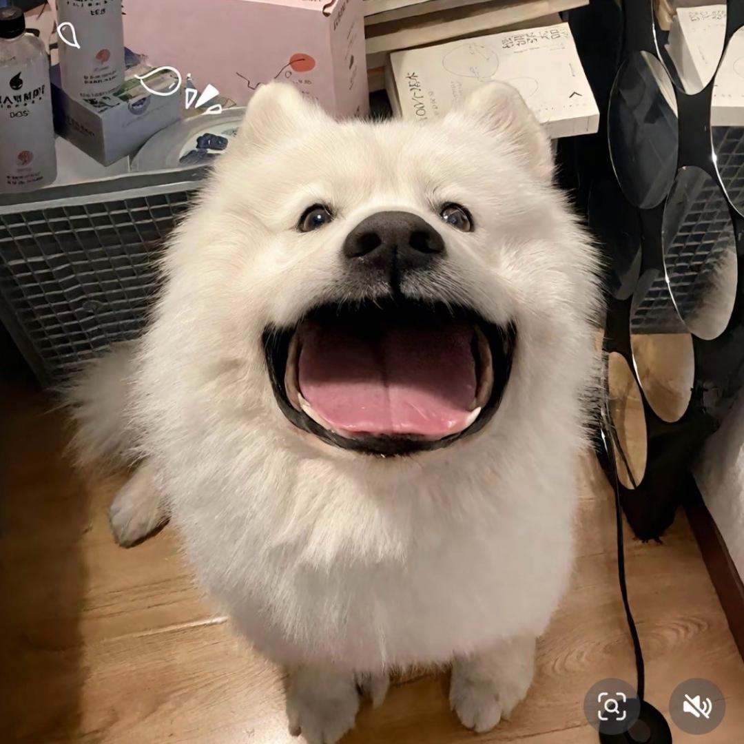 不叫叭饱周