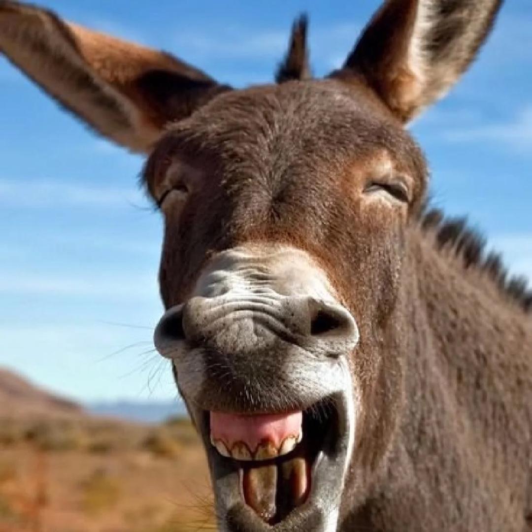 保定欢欢驴马批发(不做冷冻货)