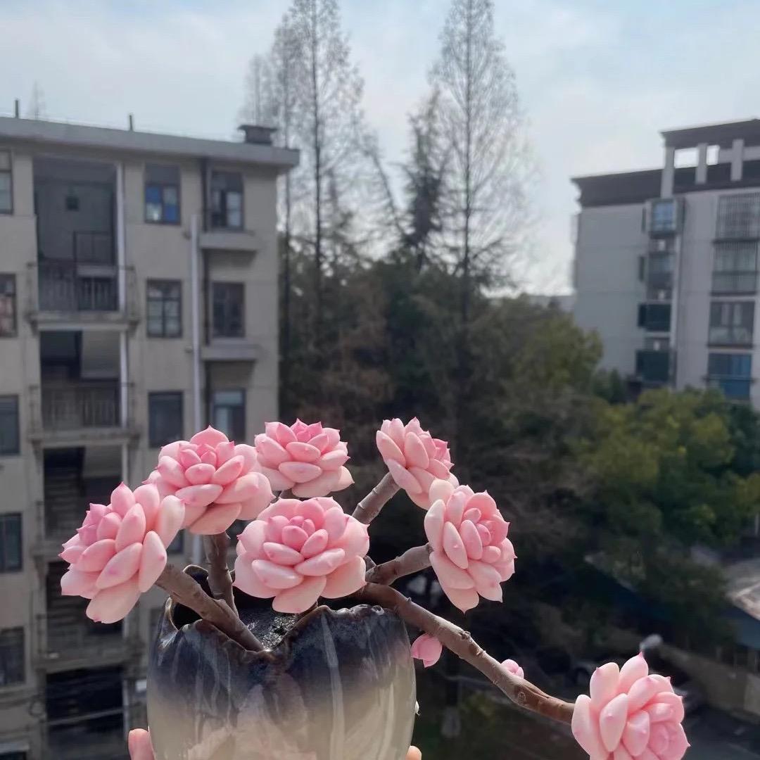 小杨玩多肉