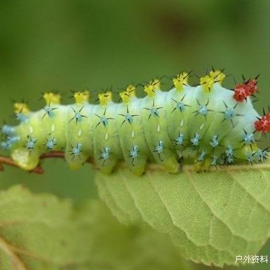 一条毛毛虫🐛